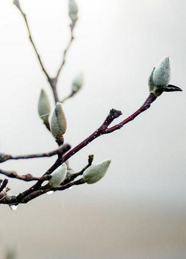 spring-buds.jpg