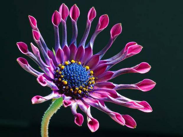 African-Daisy-Flower.jpg