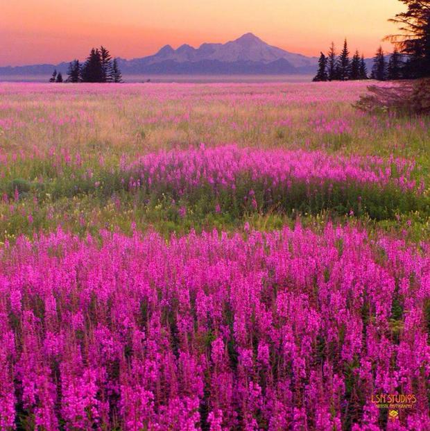 Alaska-fireweed.jpg