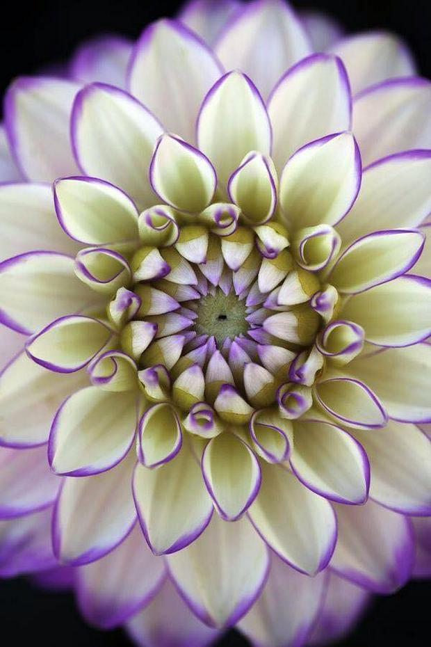 white-and-purple-flower.jpg