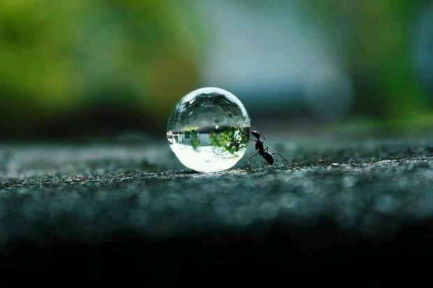 Ant-pushing-a-water-drop.jpg