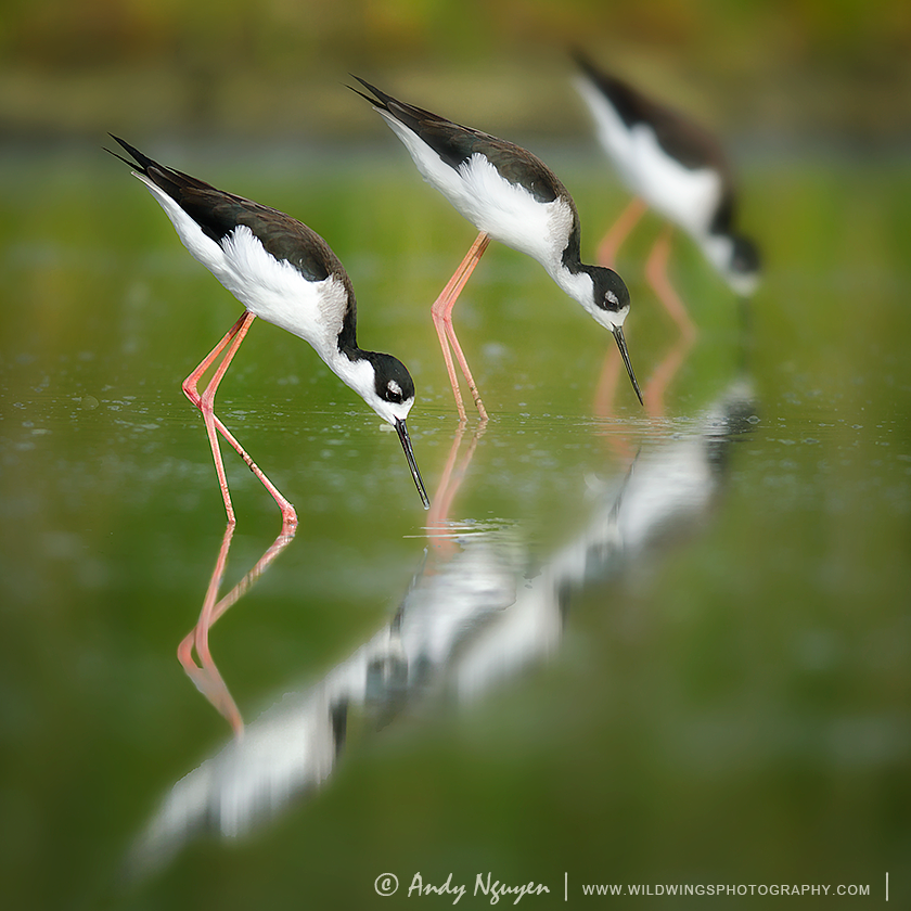 black-naked-stilts.png