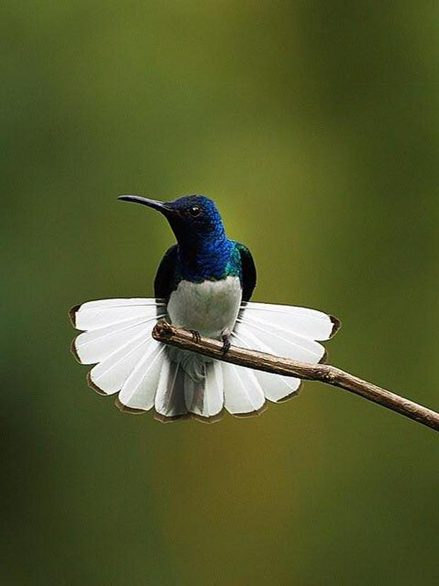 bird-with-white-feather-skirt.jpg