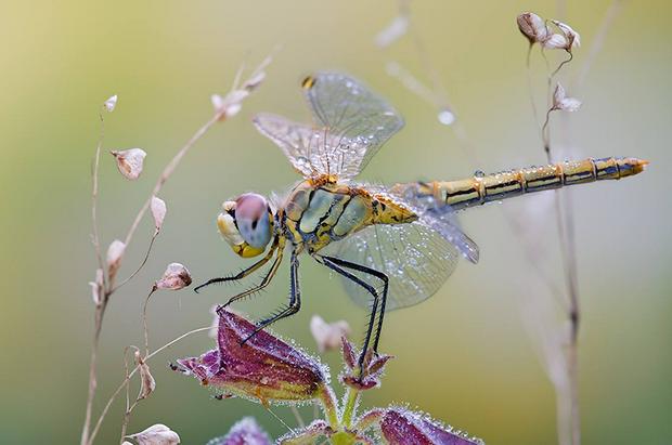 transparent-dragonfly.jpg