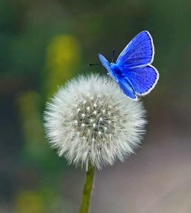 butterfly-on-dandelion.jpg