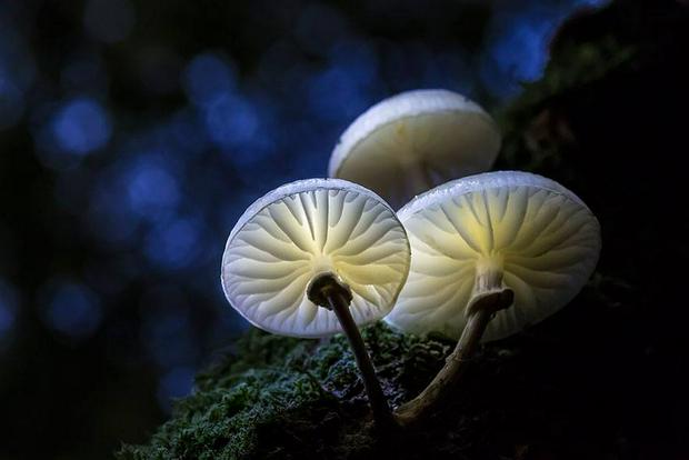 luminous-mushrooms.jpg