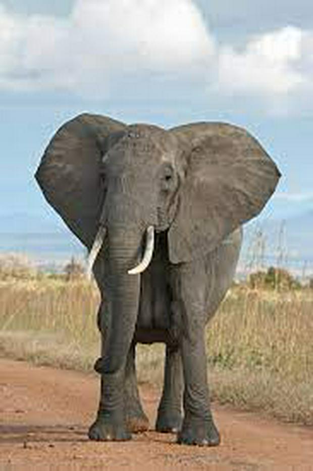 elephant3.jpg