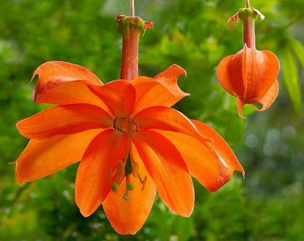 hanging-orange-flowers.jpg