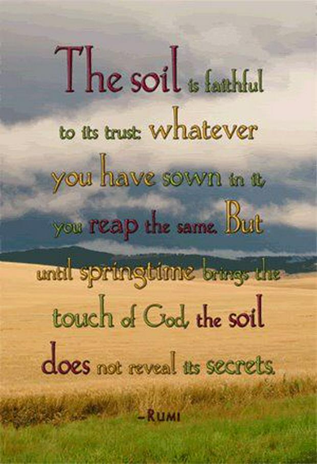 the soil is faithful to its trust rumi IS.jpg