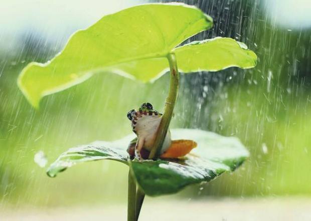 frog-umbrella.jpg