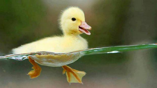 duckling.jpg