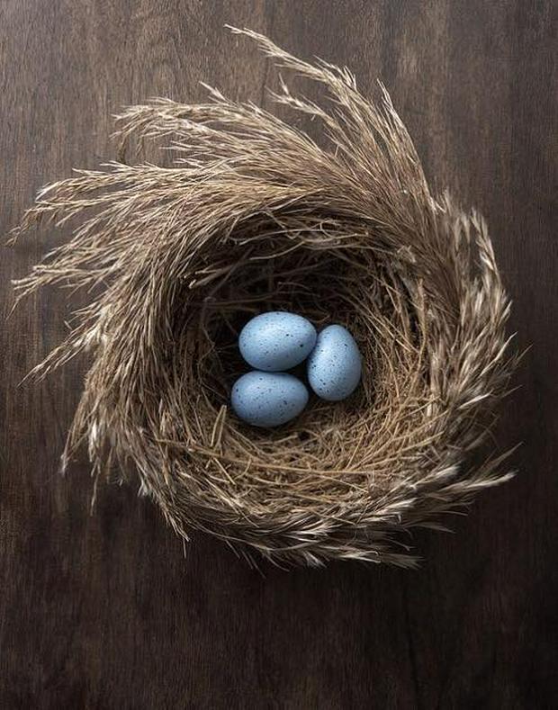 blue-eggs-in-a-nest.jpg